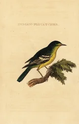 Papamoscas de espalda verde, Ficedula elisae