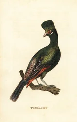 Turaco de Guinea o turaco verde, Tauraco persa