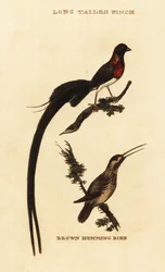 Viuda del paraíso, Vidua paradisaea, y colibrí rufo, Selasphorus rufus