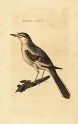 Sinsonte norteño, Mimus polyglottos