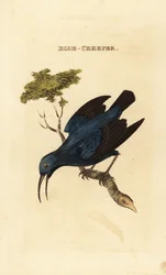 Mielero púrpura, Cyanerpes caeruleus