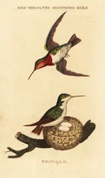 Colibrí garganta rubí, Archilochus colubris