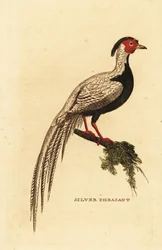 Faisán plateado, Lophura nycthemera