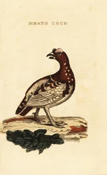 Urogallo canadiense, Falcipennis canadensis canace