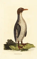 Especie desconocida de pingüino
