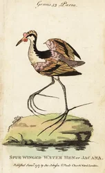 Jacana de barbillones, Jacana jacana