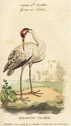 Grulla trompetera, Grus americana