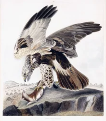 Rough Legged Buzzard (Female), c.1841 (grabado coloreado a mano)