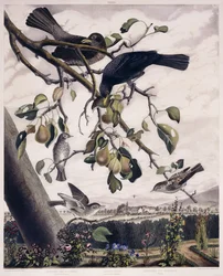 Papamoscas gris (macho y hembra), mirlo negro (macho y hembra) y papamoscas gris (joven), hacia 1841
