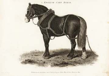 Caballo de tiro inglés o caballo de tiro de Shire.