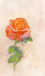 Rosa pálida, 1980s
