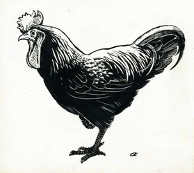La gallina, 1950s