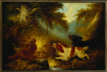 Spaniels levantando un faisán