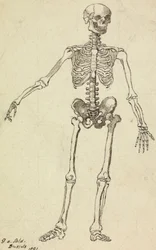 Dibujo de un esqueleto