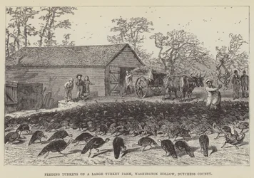 Alimentando pavos en una granja grande de pavos, Washington Hollow, condado de Dutchess