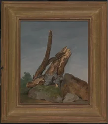 Estudio de rocas y ramas