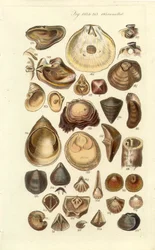 Manual de Conchología Placa 11. Ostras y otras conchas