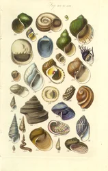 Manual de Conchología Placa 15. Conchas de colores, incluidas las de Abalón