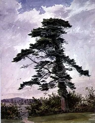 Paisaje, con un pino escocés