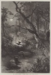 El escondite del tejón, una noche de verano en el bosque