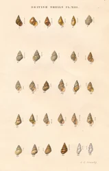 Proyectiles británicos, c1859