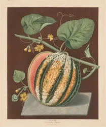 Pomona Britannica: No. 64 - Melón Romana de carne escarlata
