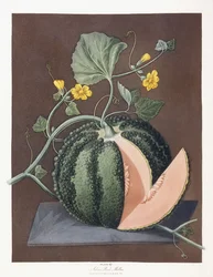 Melón de Roca Plateado, 1812