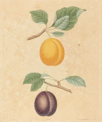 Dos ciruelas