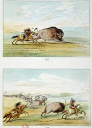 Indios americanos: caza de bisontes. Ilustración de George Catlin