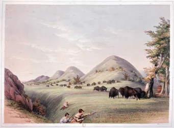 Caza de bisontes