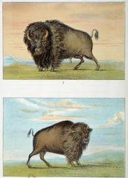 Bisonte, macho y hembra, Estados Unidos. Ilustración de George Catlin