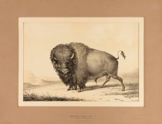 Buffalo Bull--no. 2