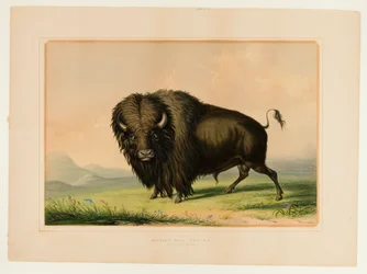 Pastoreo de toros búfalo--no.2