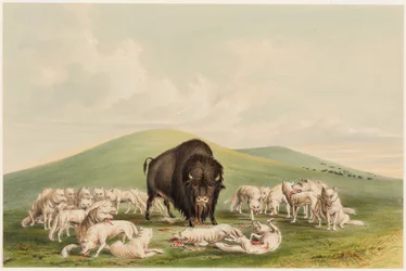 Caza de búfalos, lobos blancos atacando a un toro de búfalo