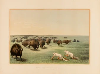 Buffalo Hunt, under the White Wolfskin--no. 13