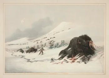 Buffalo Bull moribundo, en Snow Drift, pl. 17 de la cartera de indios norteamericanos