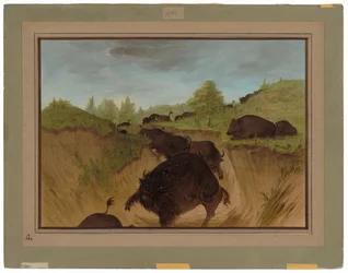 Osos grizzly atacando búfalos