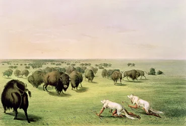 Caza de búfalos camuflados con pieles de lobo, hacia 1832