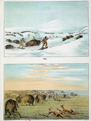Indios de América. Caza de bisontes: los indios usan raquetas de nieve para cazar en invierno y se cubren con piel de lobo en verano. Ilustración de George Catlin (1794-1872).