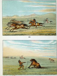 Indios de América: cómo atrapar caballos salvajes. Ilustración de George Catlin