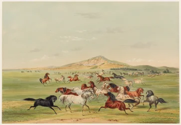 Caballos salvajes jugando