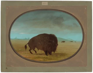 Búfalo herido