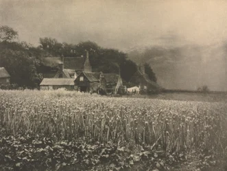 Trabajo de cámara: El campo de cebollas