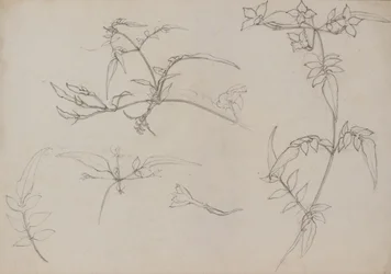 Dibujo botánico