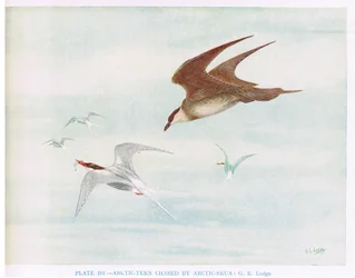 Charrán ártico perseguido por Skua ártico, ilustración de "British Birds" de Kirkman  Jourdain