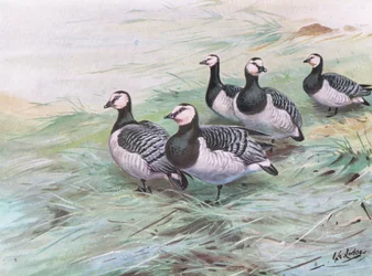 Barnacla cariblanca (litografía)