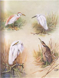 Garza cangrejera, Garceta común, Garceta grande, Avetoro común (lito)
