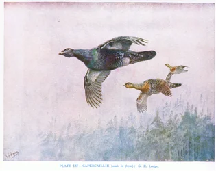 Urogallo (macho delante), ilustración de "British Birds" de Kirkman  Jourdain