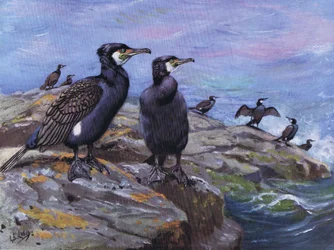 Cormorán (litografía)