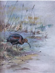 Ibis brillante (litografía)
